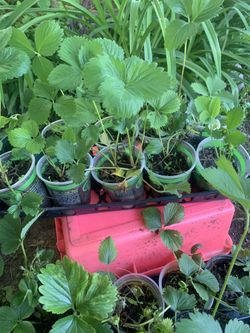 Organic Strawberries 🍓 