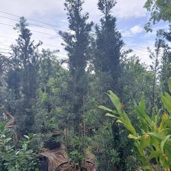 Podocarpus Hedges 25gl 7-7.5ft ☘️$95