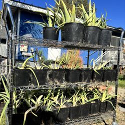 Aloe Vera Plants [ Big & Small ] 