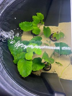 Live Aquatic Anubias Plants in Pots