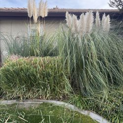 Pompas grass Fresh Cut