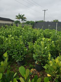 Clusias 3 .5 Feet Tall