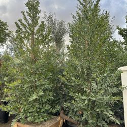 Carolina cherry laurel, English laurel for  hedge and privacy 24” Box 