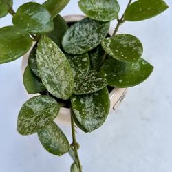 Beautiful Pot With Hoya Mathilde Splash 