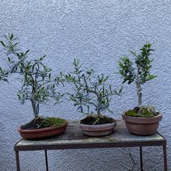Olive Bonsai plant 