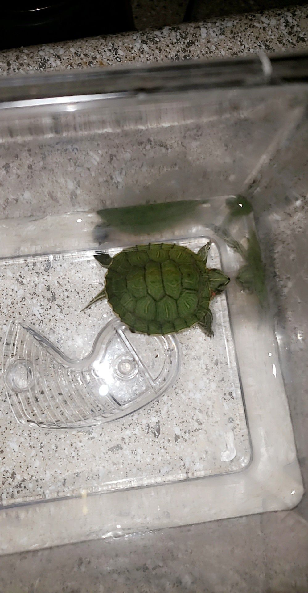 Free turtle