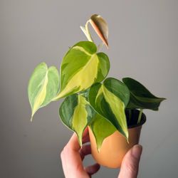 Philodendron Brazil 2“ pot Live plant indoor
