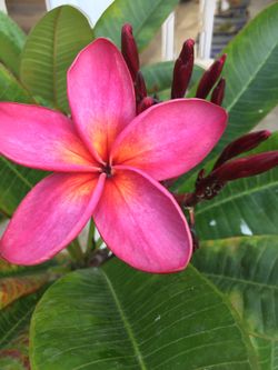 Dark red plumerias, it is rare