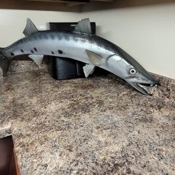 Barracuda fish