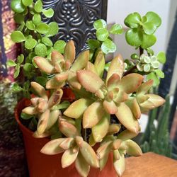 🌿—a symbol of prosperity ❤️Jade Elephant,Variegated Jade,&SEDUM👉PLS READ DESCRIPTION❤️