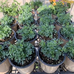 Herbs And Flowers 4$ Each