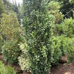 Boxwood 