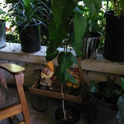 Mullberry tree for sale 4\12 feet