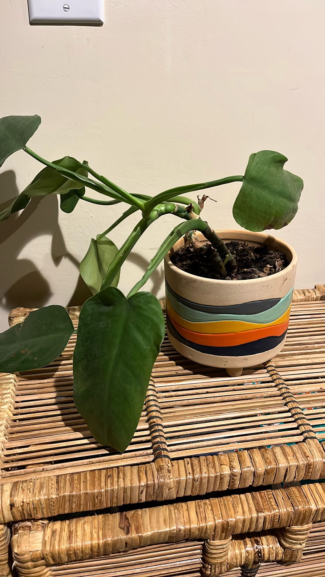 Plant In Beautiful Pot