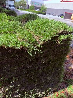 Fresh Sod- St. Augustine