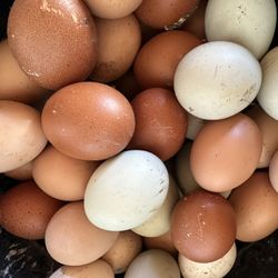 Farm Fresh Chicken Eggs 