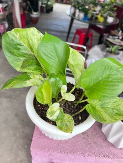 Beautiful Manjula Pothos Indoor Plant