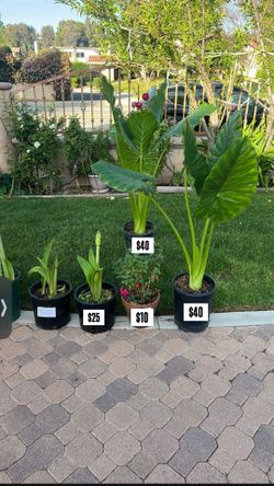 Plants For Sale - Pick Up Today