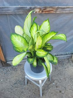 Dumb Cane 10" Nursery Pot
