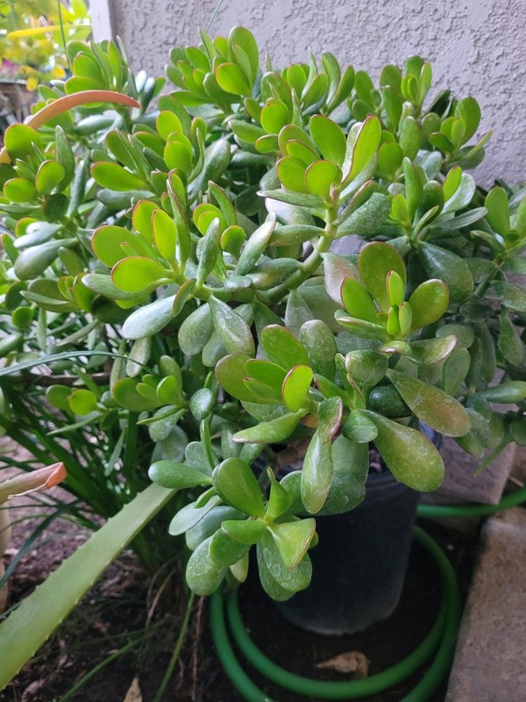 Large Jade Plant In A 5-gal Nursery Pot
