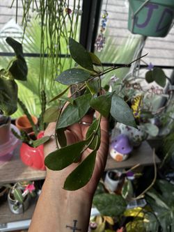 Hoya Rebecca