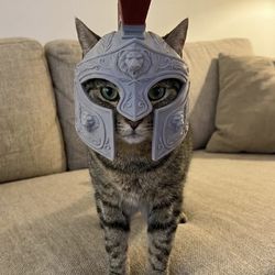 Cat helmet (Any Color)