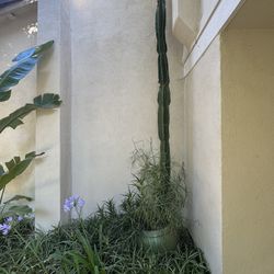 12 Year Old Cactus ~15-18 Feet Tall