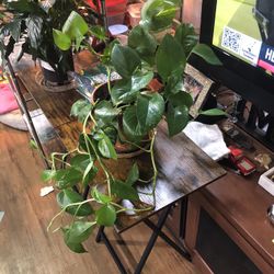 Pothos Plant In Terracotta Pot 