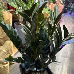 Big And Tall Black Raven  Zz Plant In 10” Pot cây kim tiền