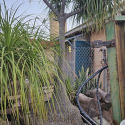 Beaucarnea Recurvata 