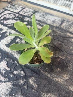 Plant