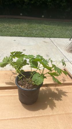 Bitter melon “ampalaya” plant
