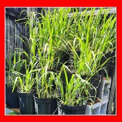 Lemongrass Plants In 3  and 5 Gallon Containers