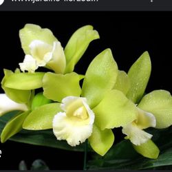 Orchid Orquidea Cattleya 