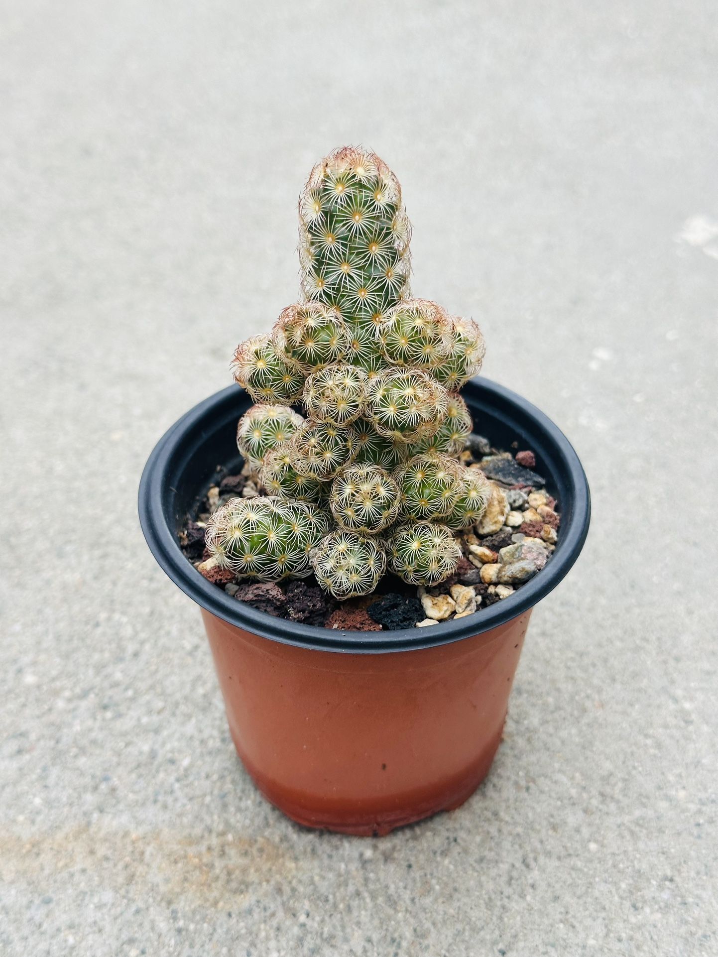 Succulents plants 🪴