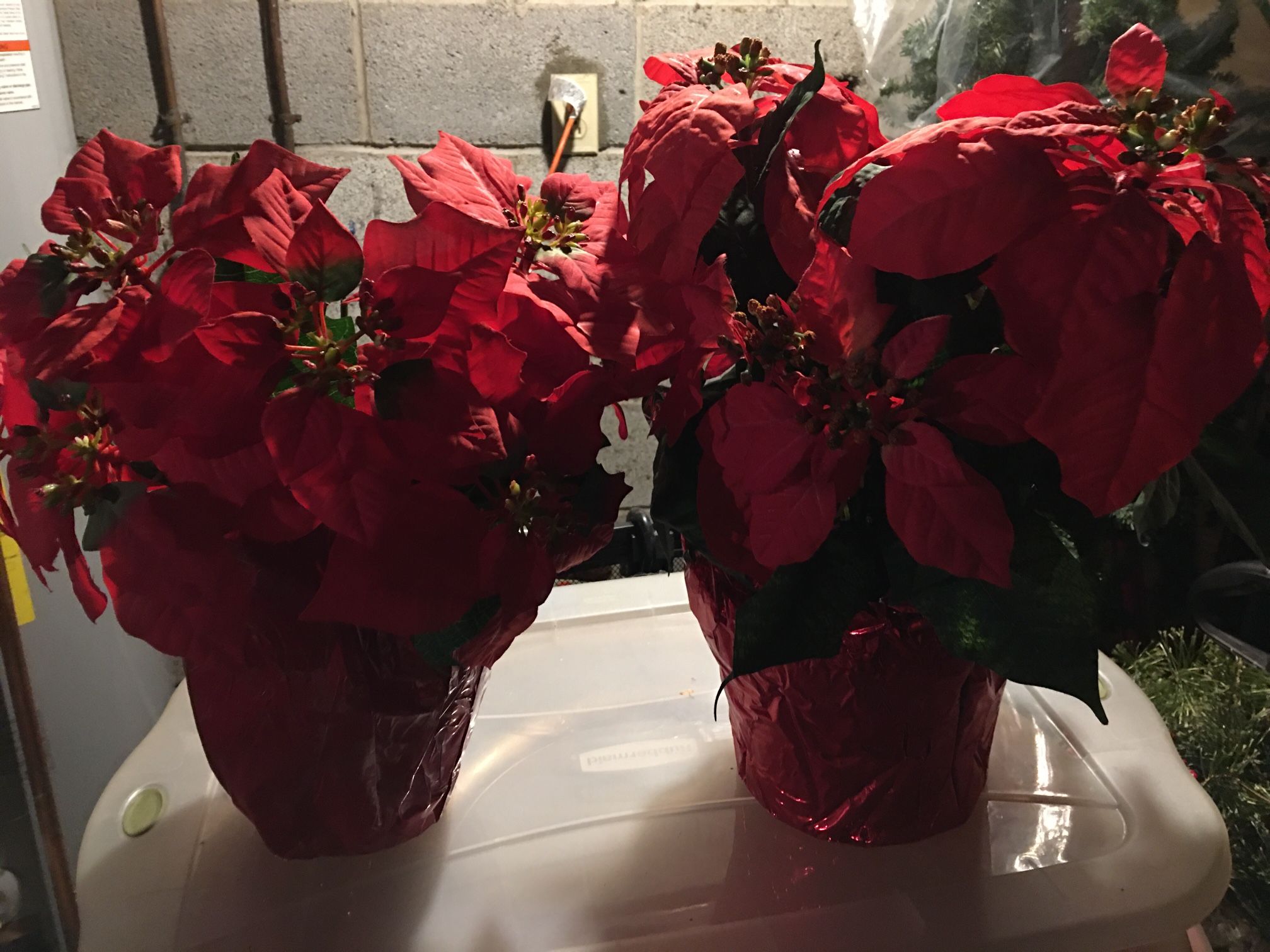Poinsettia