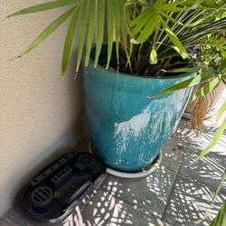 Large Ceramic Pot Includes Plant!