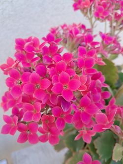 Calanchoe
