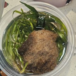 Aquarium Plants And Beneficial Bacteria 