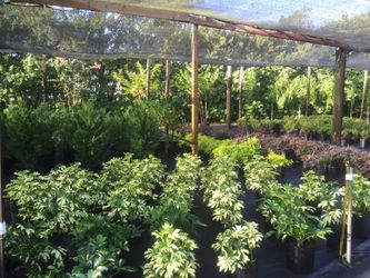 Variegated schefflera 3 gallon plant sale