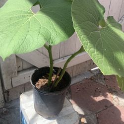 Hoja Santa.   Piper Auritum   Plant 12$