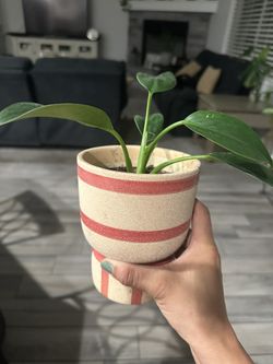 House Plant 