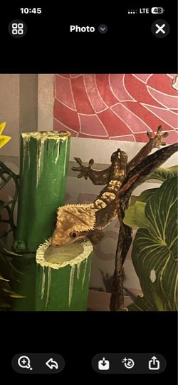 Crested gecko