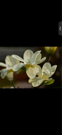 *Rare Find* Elizabeth Magnolia Tree - Yellow