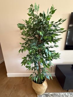 5 ft Artificial Ficus Tree w woven basket bottom - N.Summerlin, NV