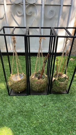 Kokedama (Japanese moss ball) hanging planter