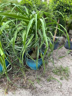 Ponytail palm in 5 gls pot. SPECIAL PRICE 🤩