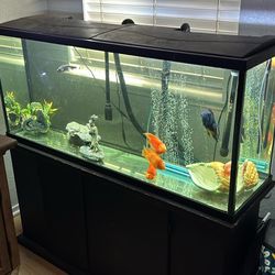 Fish Tank