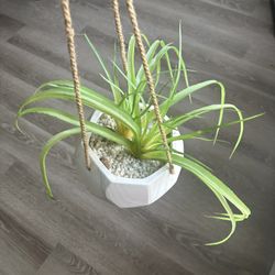 Faux Plant 