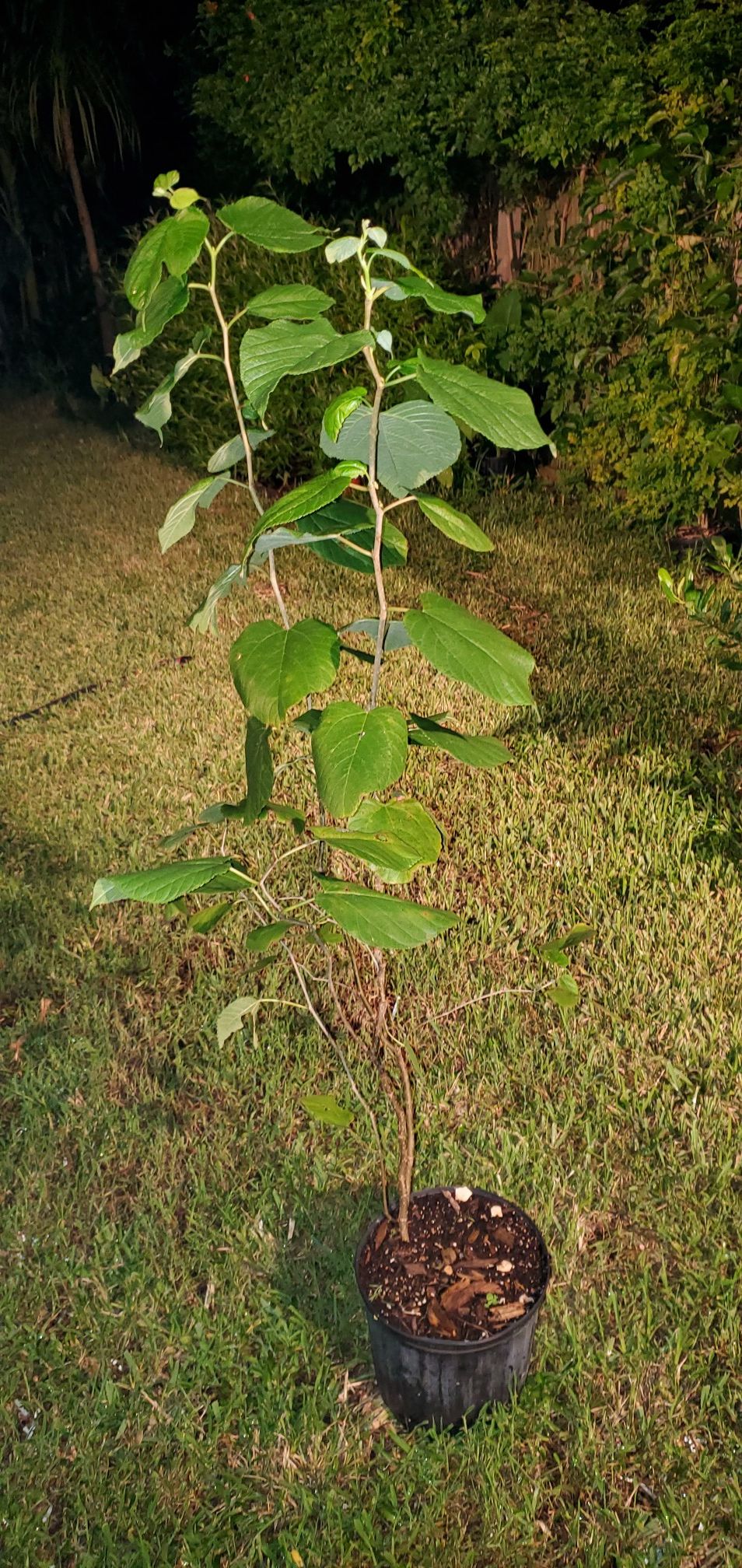 Silver linden tree Tilia tomentosa adapted to Florida zone 11